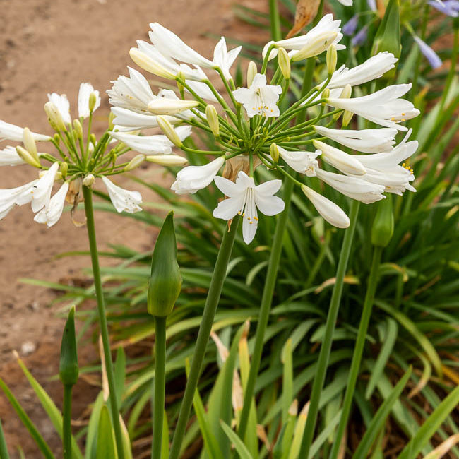 Agapanthus africanus albus - Schmucklilie weiß - Agapanthus
