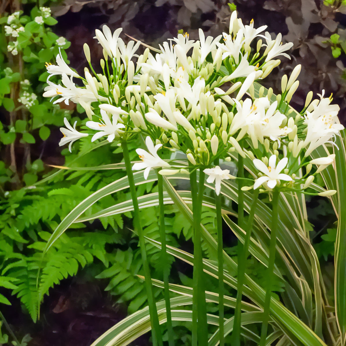 Schmucklilie weiß - Agapanthus africanus albus - Bakker