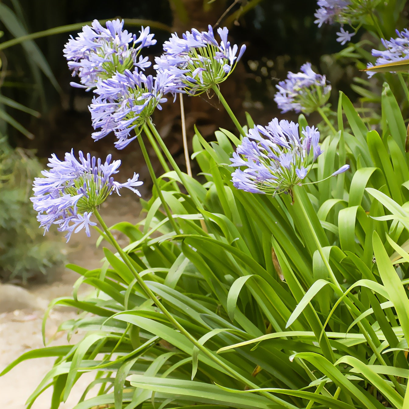 Schmucklilie - Agapanthus africanus - Bakker