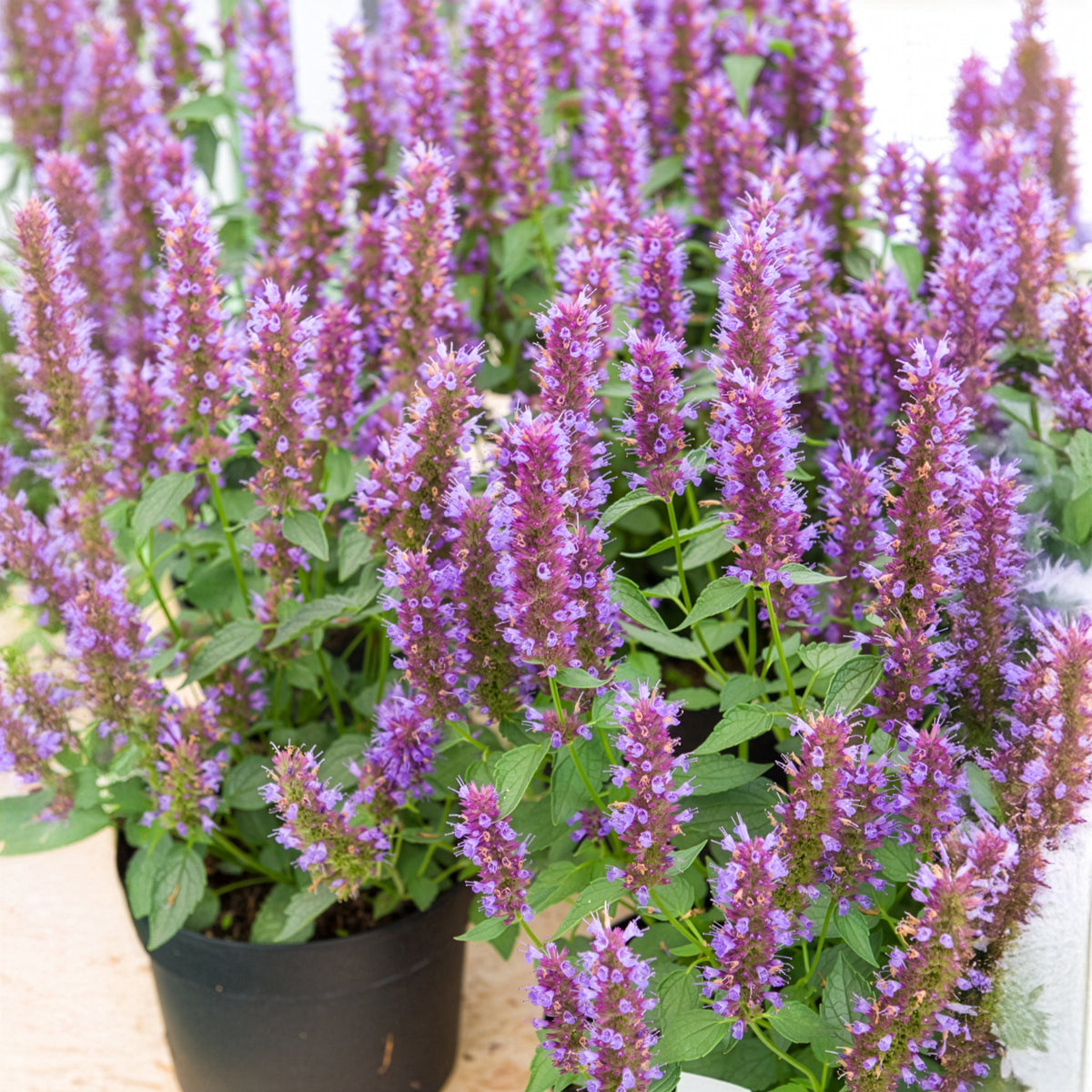 Verkauf Duftnessel Beelicious Purple - Agastache Agapd Beelicious® Purple