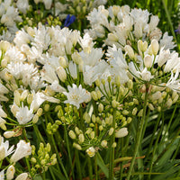 Agapanthus rfdd double diamond - Schmucklilie ‘Double Diamond’ - Agapanthus
