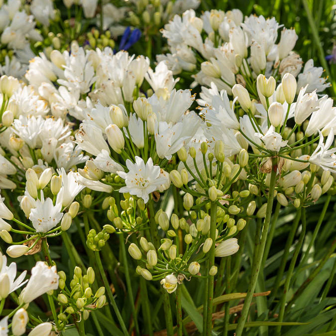 Agapanthus rfdd double diamond - Schmucklilie ‘Double Diamond’ - Agapanthus