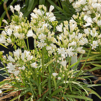 Schmucklilie ‘Double Diamond’ - Agapanthus rfdd double diamond - Bakker