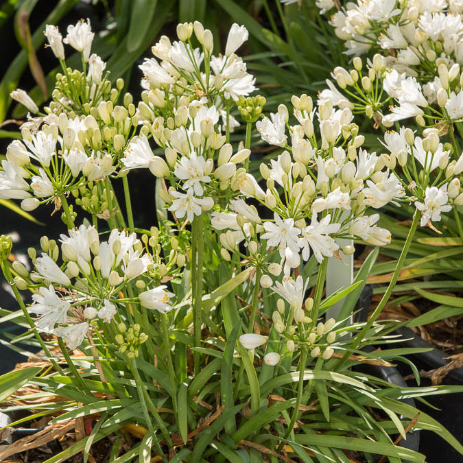 Schmucklilie ‘Double Diamond’ - Agapanthus rfdd double diamond - Bakker