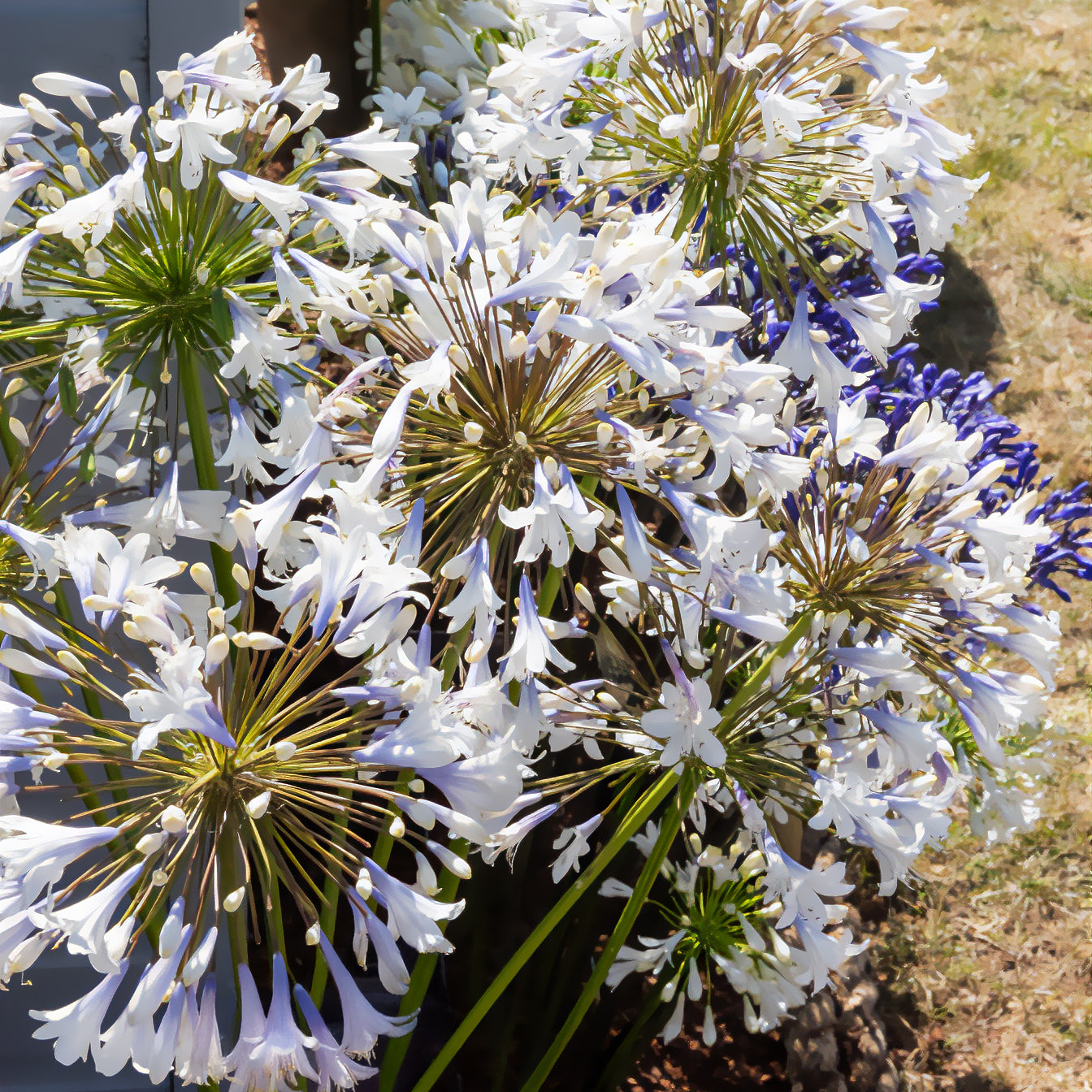 Agapanthus Enigma - Agapanthus Enigma - Agapanthus