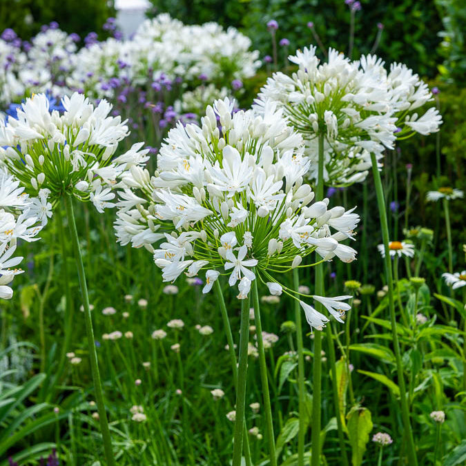 Agapanthus White Heaven - Agapanthus white heaven - Bakker