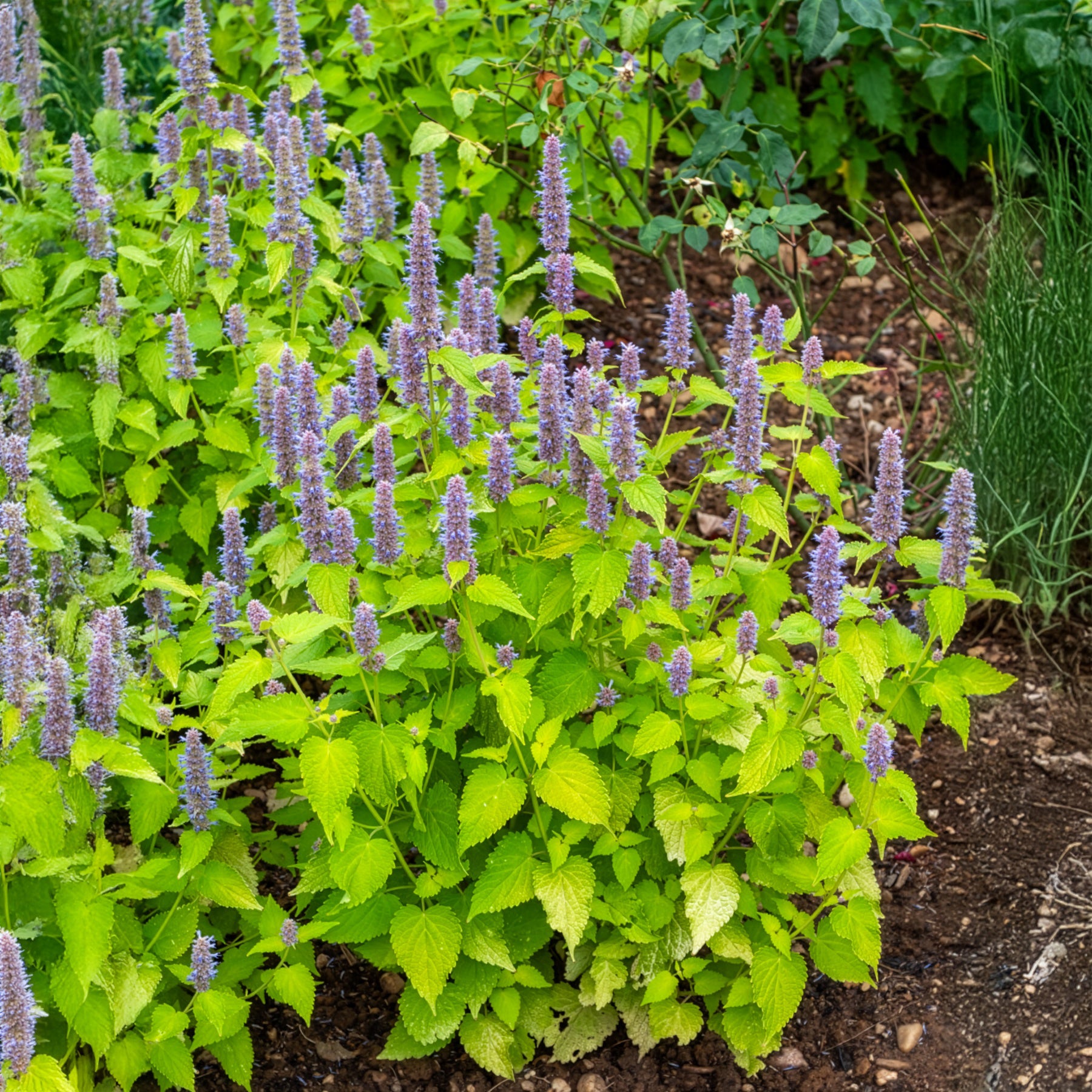 Agastache - Duftnessel Golden Jubilee - Agastache rugosa Golden Jubilee