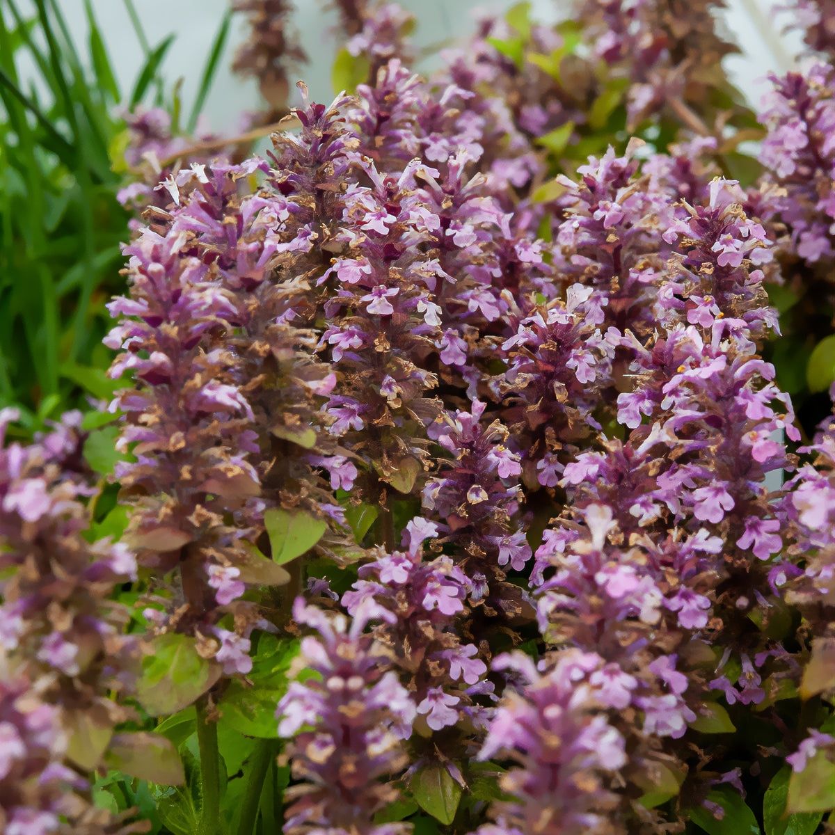 Kriechender Günsel Rosea - Ajuga reptans rosea - Bakker