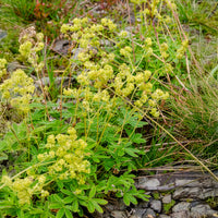 Alchemilla alpina - Alpen-Silbermantel - Alchemilla - Frauenmantel