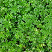 Alpen-Silbermantel - Alchemilla alpina - Bakker