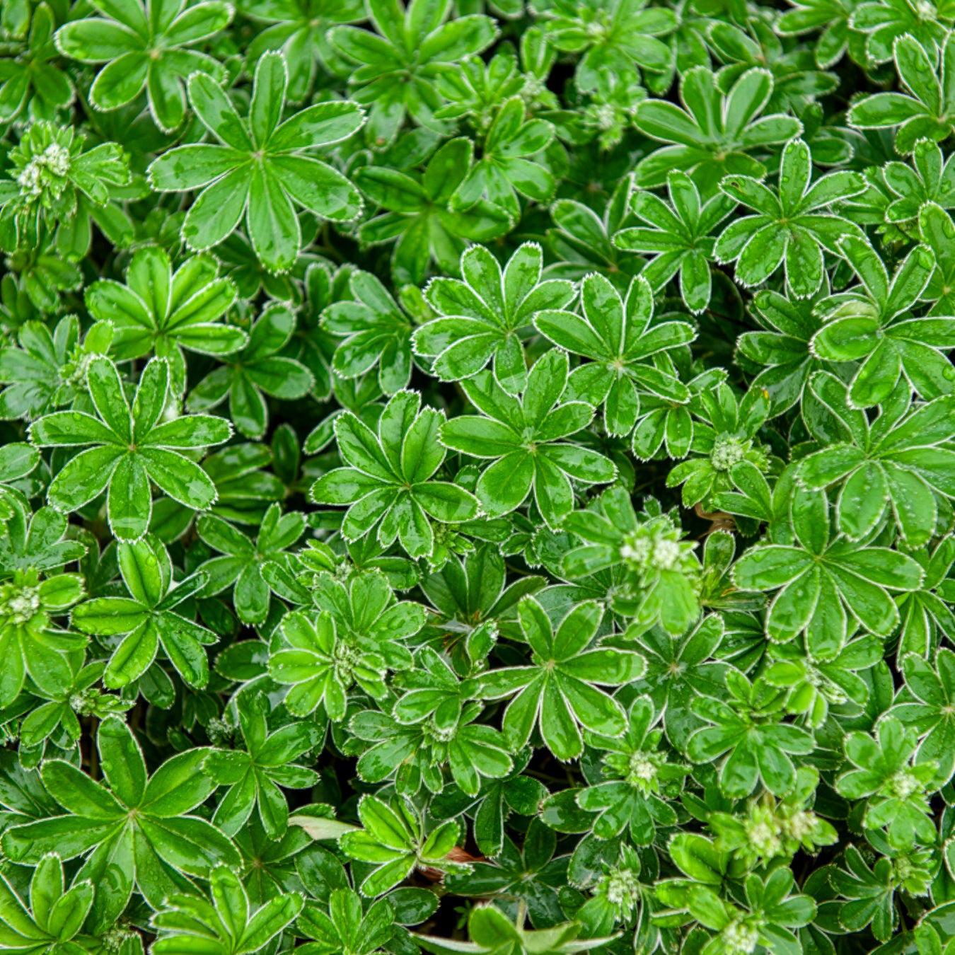 Alpen-Silbermantel - Alchemilla alpina - Bakker