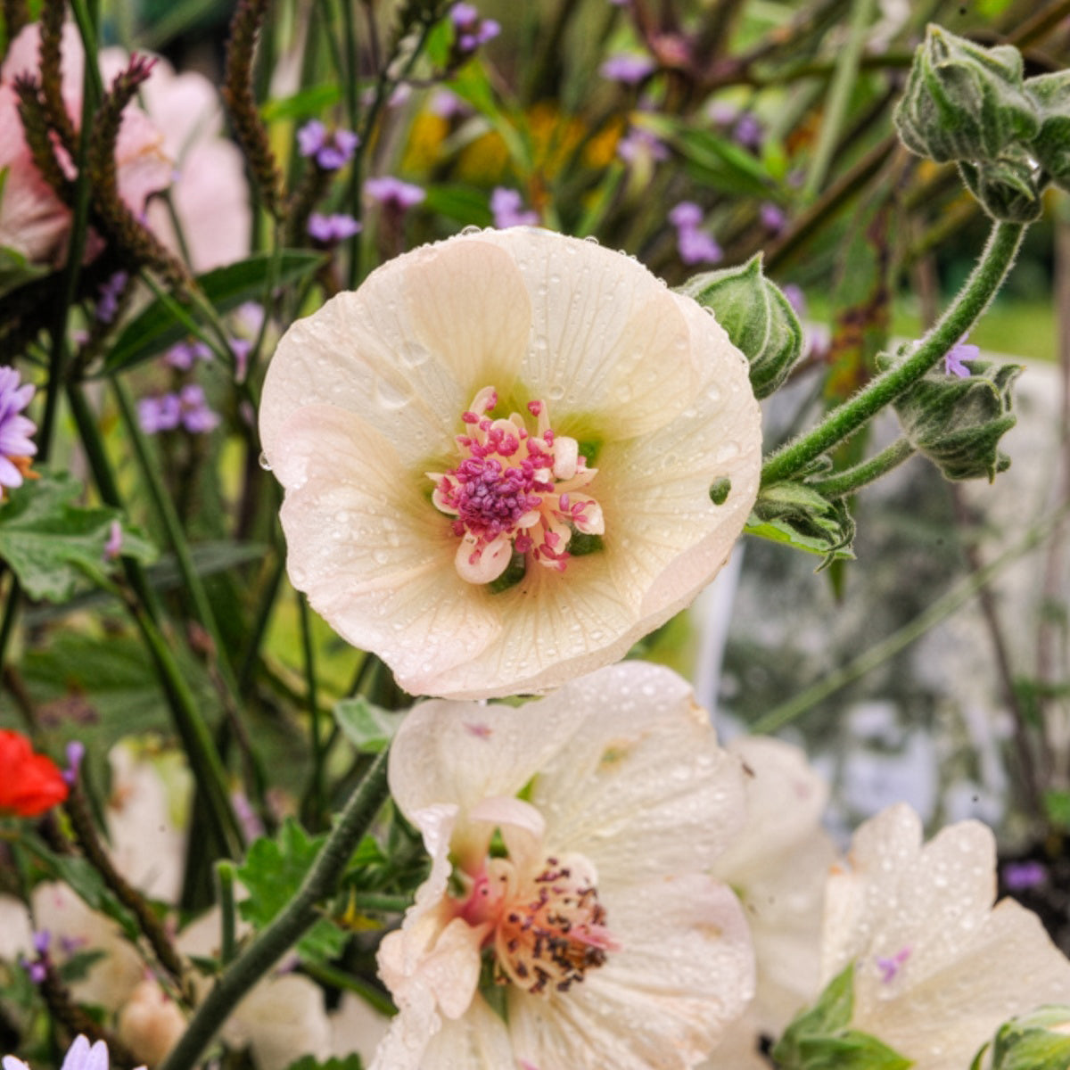 Halbstrauchige Stockrose Parkallee - Bakker