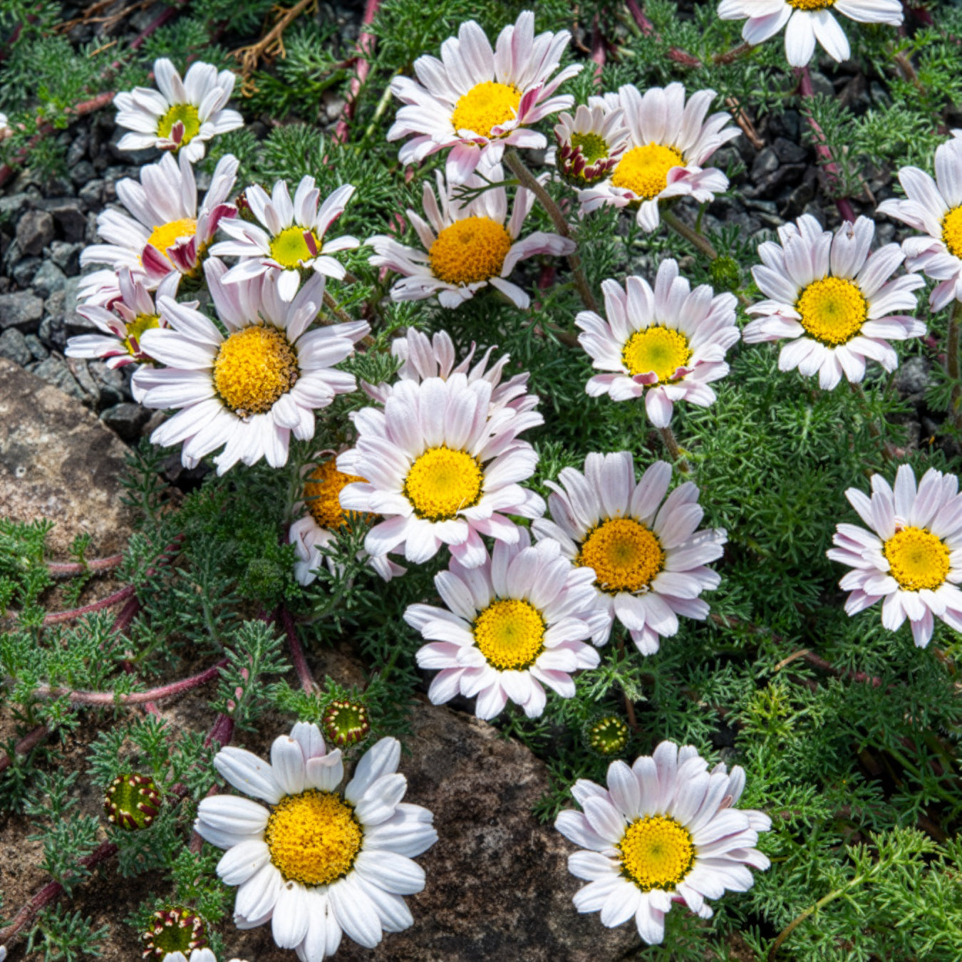 Marokko Kamille - Anacyclus pyrethrum Depressus - Bakker