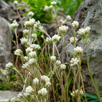 Wolliges Katzenpfötchen - Antennaria dioica var. borealis - Bakker