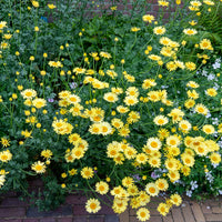 Anthemis x hybrida E.C. Buxton - Färber-Hundskamille E. C. Buxton - Hundskamille