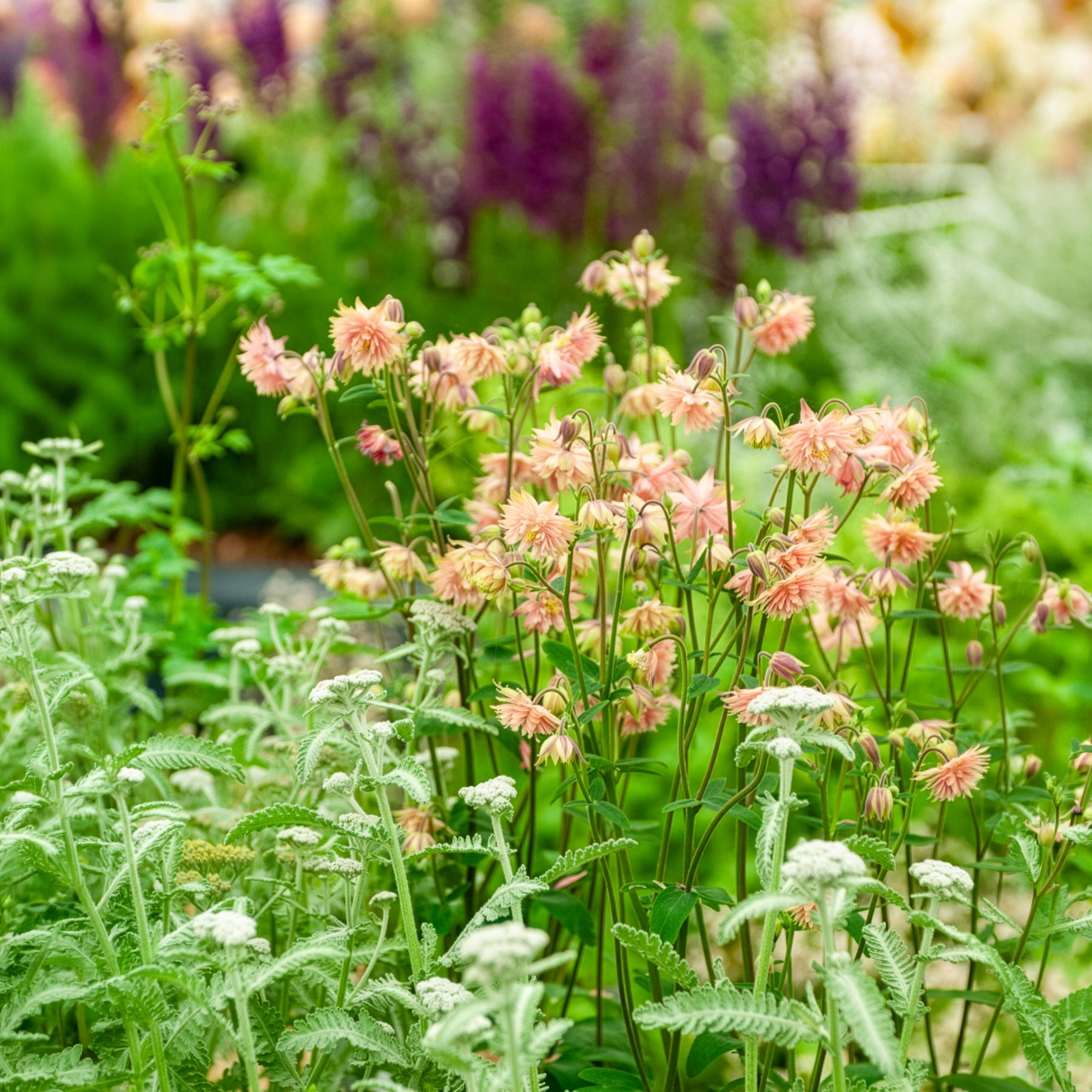 Akelei ‘Rose Barlow’ - Aquilegia vulgaris Rose Barlow - Bakker