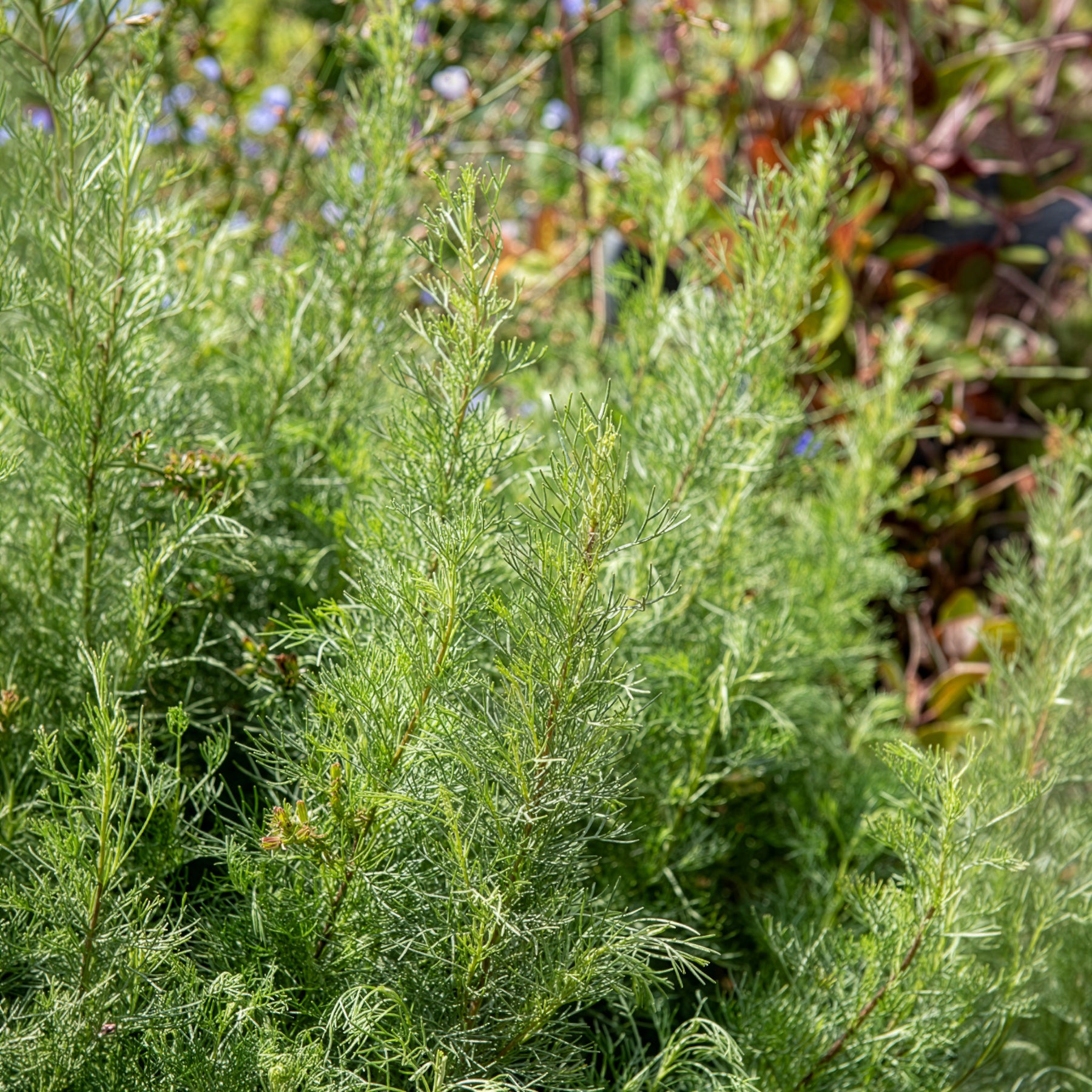 Eberraute - Artemisia abrotanum - Bakker