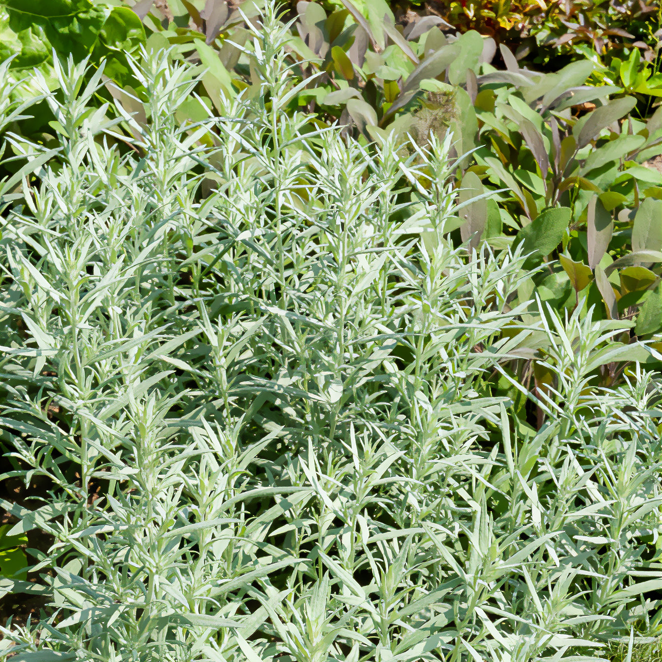 Beifuß - Silbriger Beifuß Silver Queen - Artemisia ludoviciana silver queen