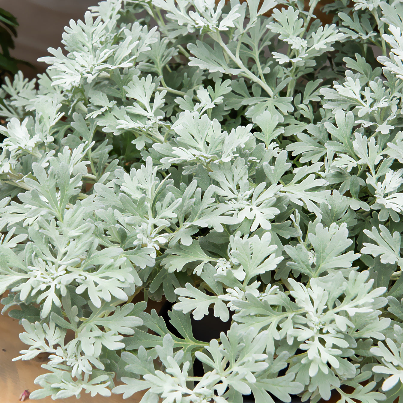 Silber-Beifuß ‘Boughton Silver’ - Artemisia stelleriana boughton silver - Bakker
