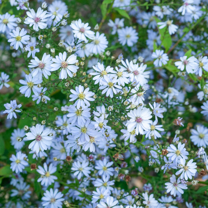 Herzblatt-Aster ‘Ideal’ - Bakker