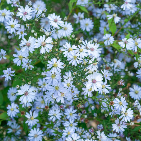 Herzblatt-Aster ‘Ideal’ - Bakker