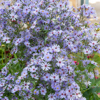 Herbst-Aster ‘Little Carlow’ - Bakker
