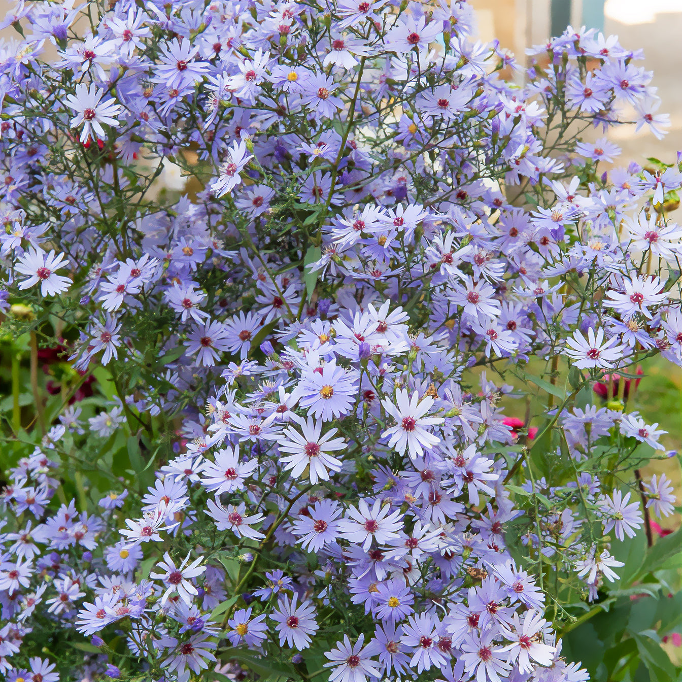 Herbst-Aster ‘Little Carlow’ - Bakker