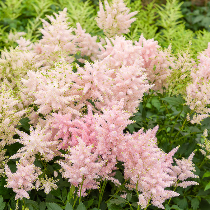 Japanische Astilbe Europa - Astilbe japonica Europa - Bakker