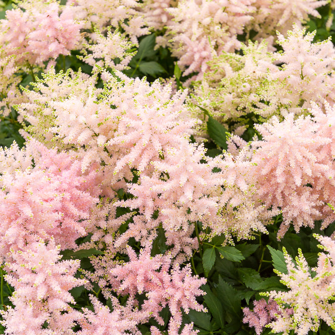 Japanische Astilbe Europa - Bakker