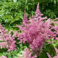 Prachtspiere ‘Rheinland’ - Astilbe japonica Rheinland - Bakker