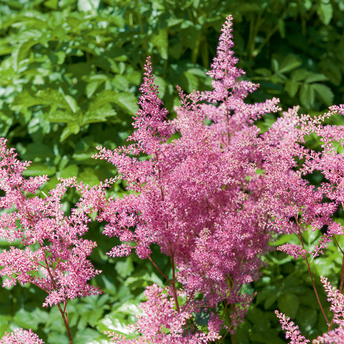 Prachtspiere ‘Rheinland’ - Astilbe japonica Rheinland - Bakker