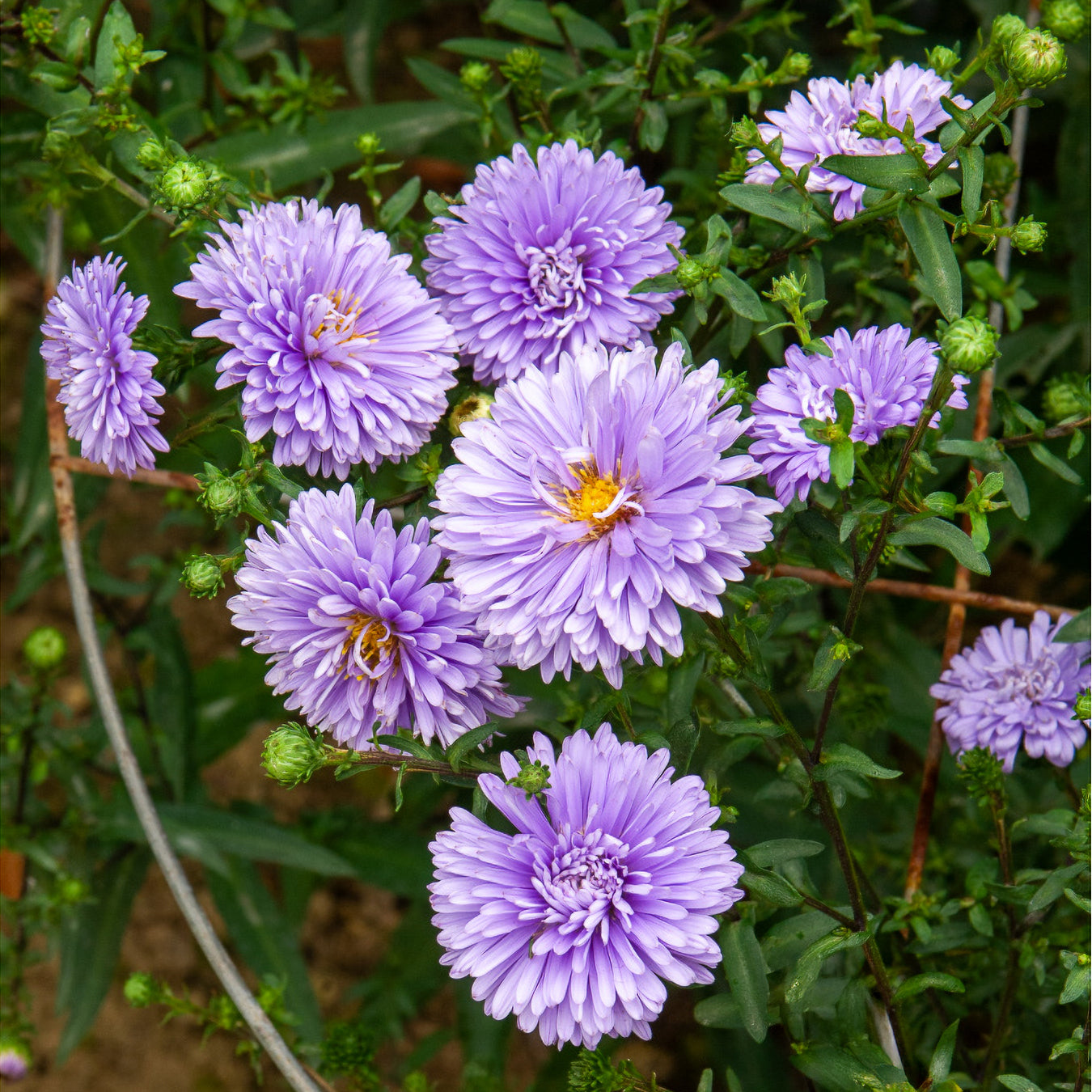 Herbst-Aster ‘Marie Ballard’ - Bakker