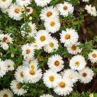 Aster novi-belgii white ladies - Herbst-Aster ‘White Lady’ - Astern