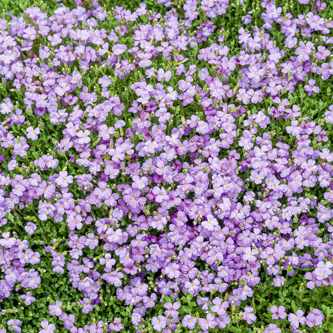 Aubrieta Cascade Blue - Blaukissen 'Cascade Blue' - Aubrieta