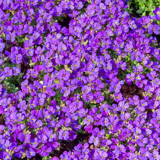 Blaukissen 'Hamburger Stadtpark' - Aubrieta Hamburger Stadtpark - Bakker