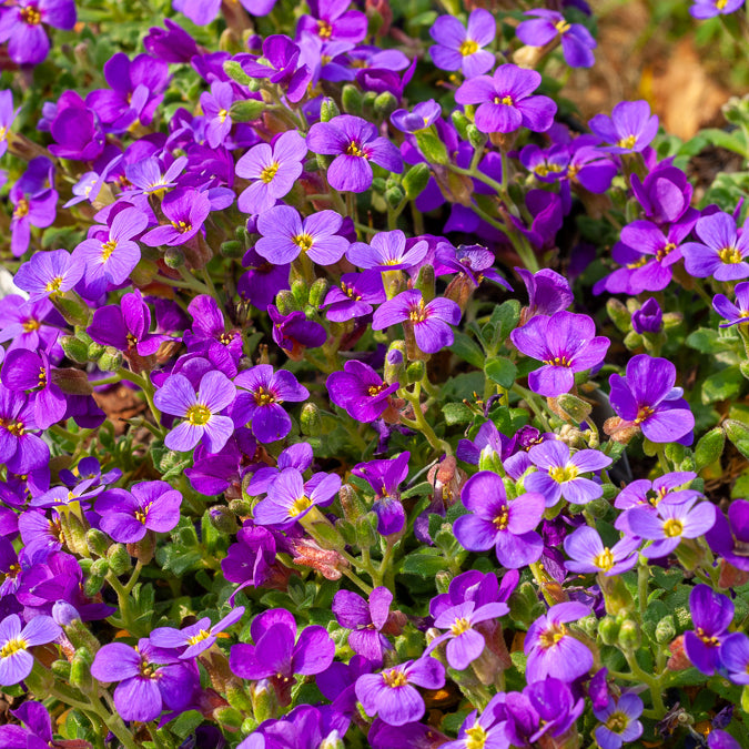 Aubrieta Hamburger Stadtpark - Blaukissen 'Hamburger Stadtpark' - Aubrieta