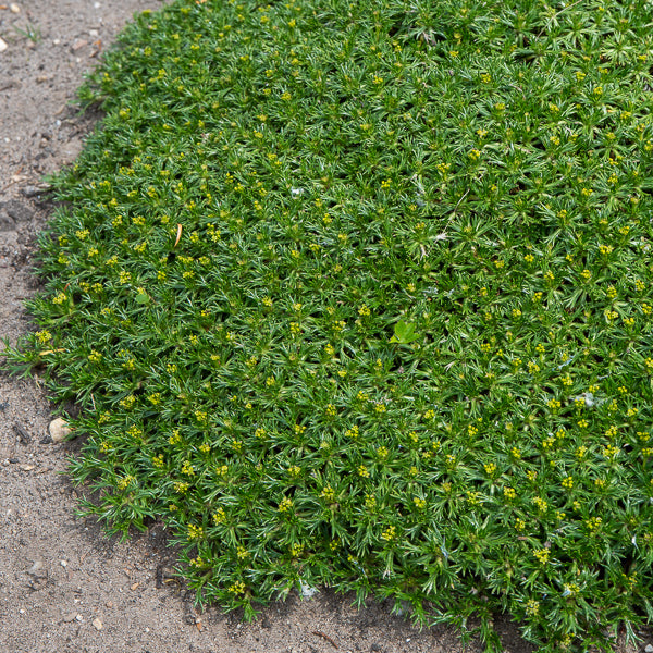 Andenpolster - Azorella trifurcata - Bakker