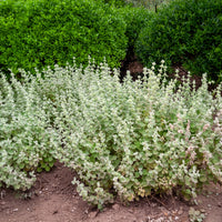 Stauden - Graues Andorn - Ballota pseudodictamnus