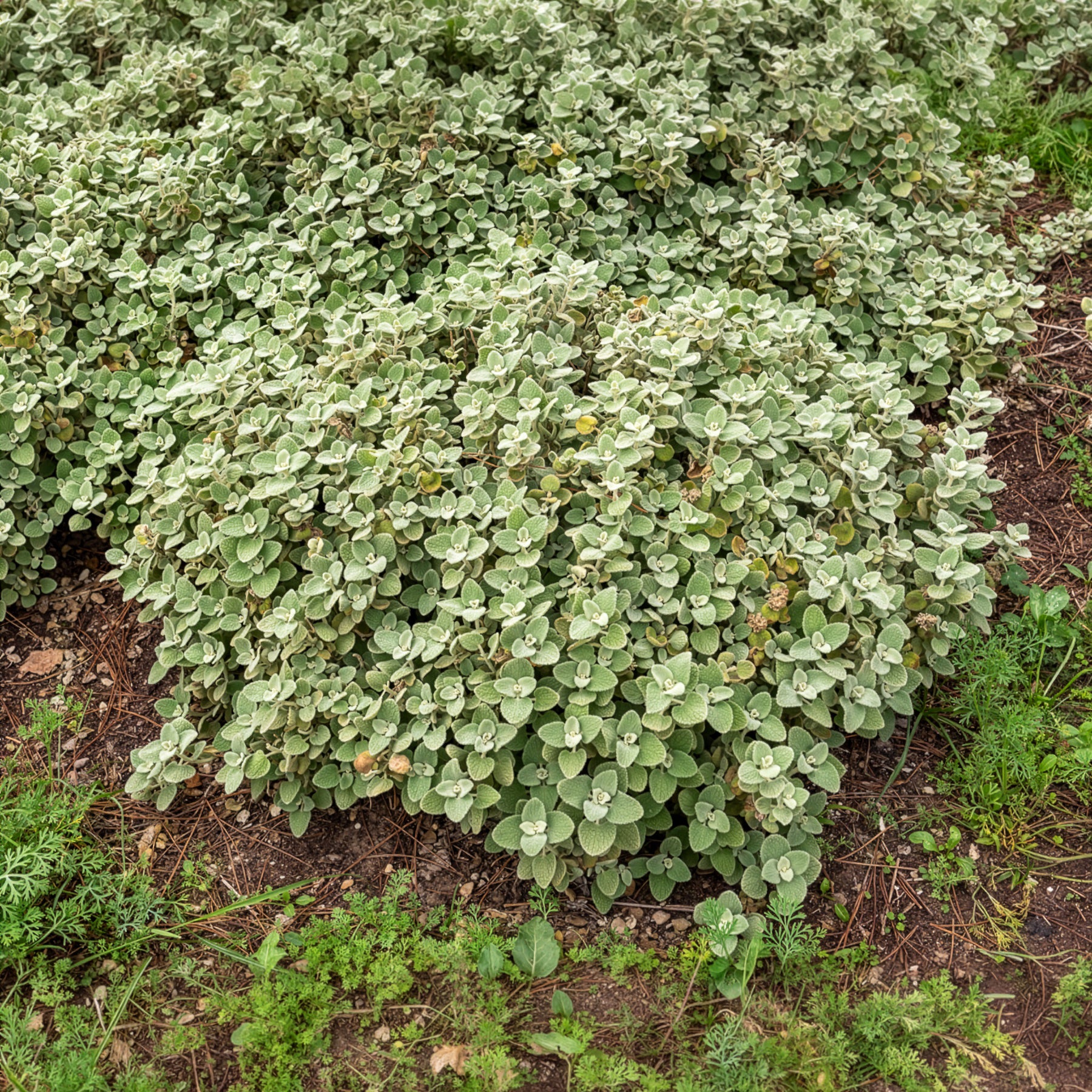 Graues Andorn - Ballota pseudodictamnus - Bakker