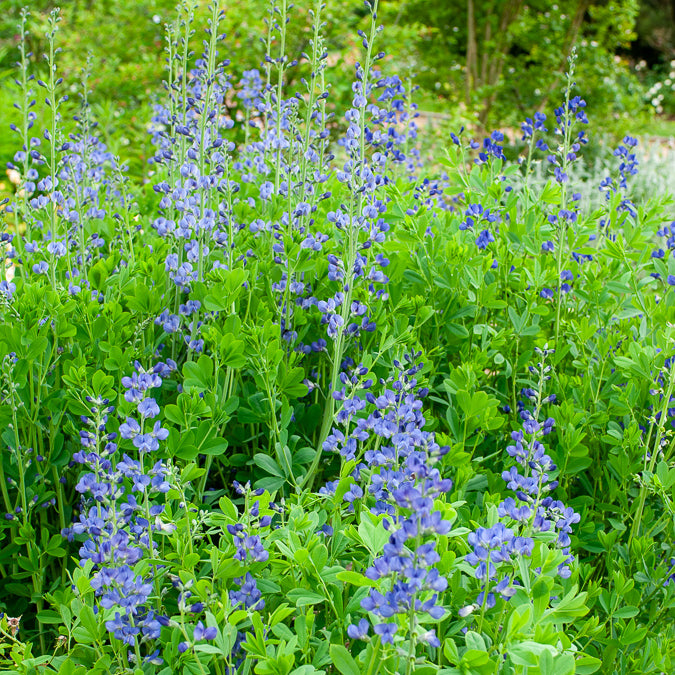 Baptisia australis - Falscher Indigo - Stauden