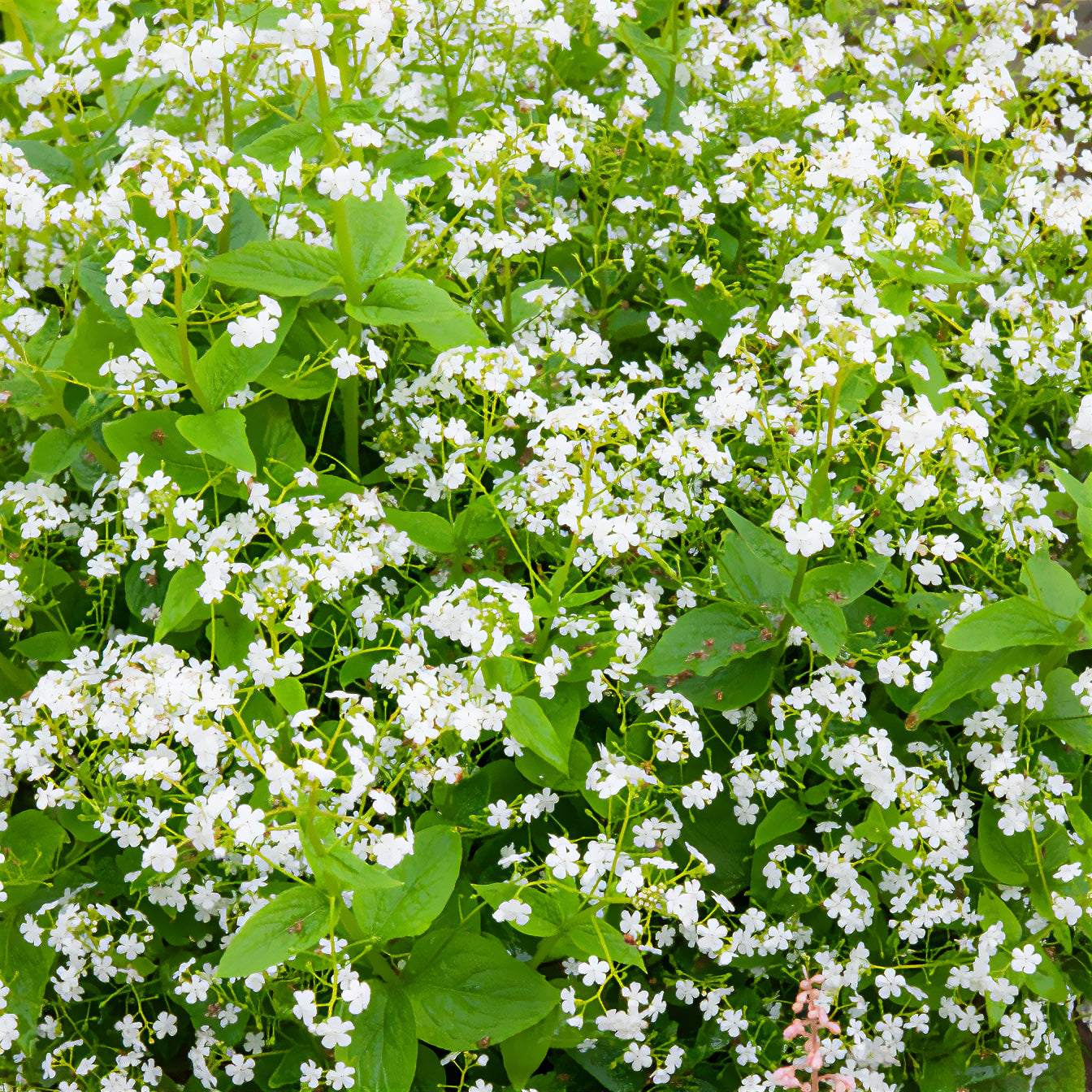 Vergissmeinnicht - Kaukasisches Vergissmeinnicht Betty Bowring - Brunnera macrophylla Betty Bowring