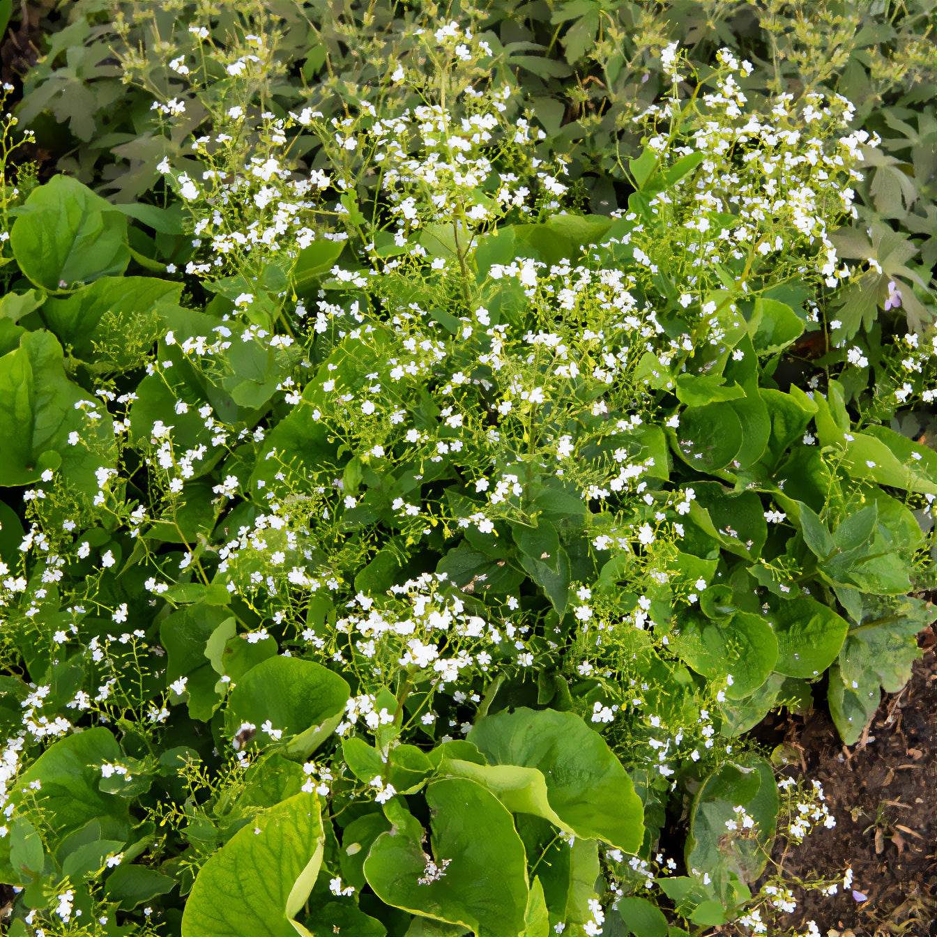 Verkauf Kaukasisches Vergissmeinnicht Betty Bowring - Brunnera macrophylla Betty Bowring