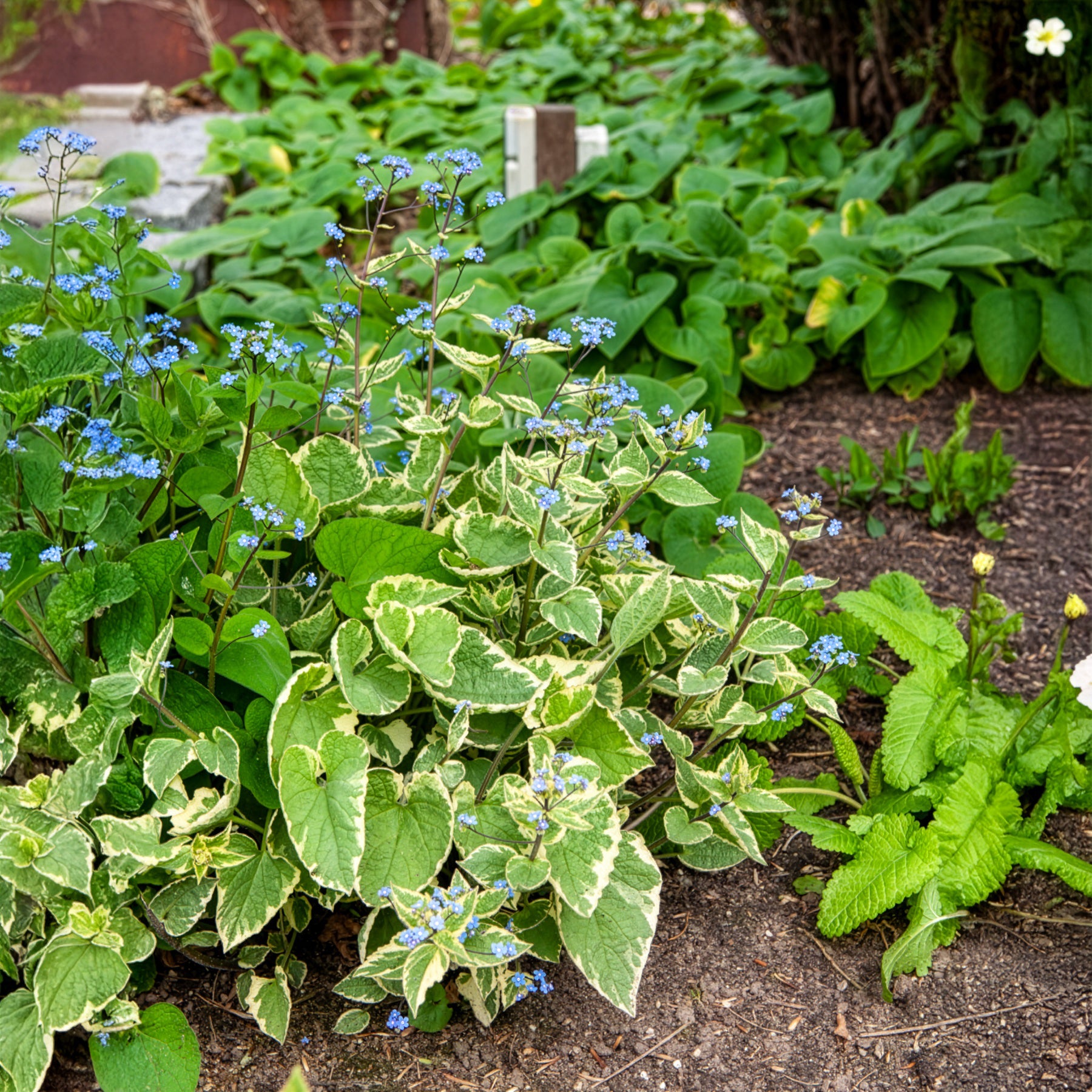 Kaukasus-Vergissmeinnicht Hadspen Cream - Brunnera macrophylla Hadspen Cream - Bakker