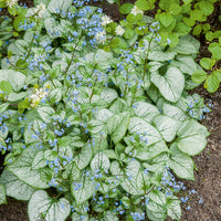Brunnera macrophylla Looking Glass - Kaukasisches Vergissmeinnicht Looking Glass - Vergissmeinnicht