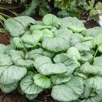 Kaukasisches Vergissmeinnicht Looking Glass - Brunnera macrophylla Looking Glass - Bakker