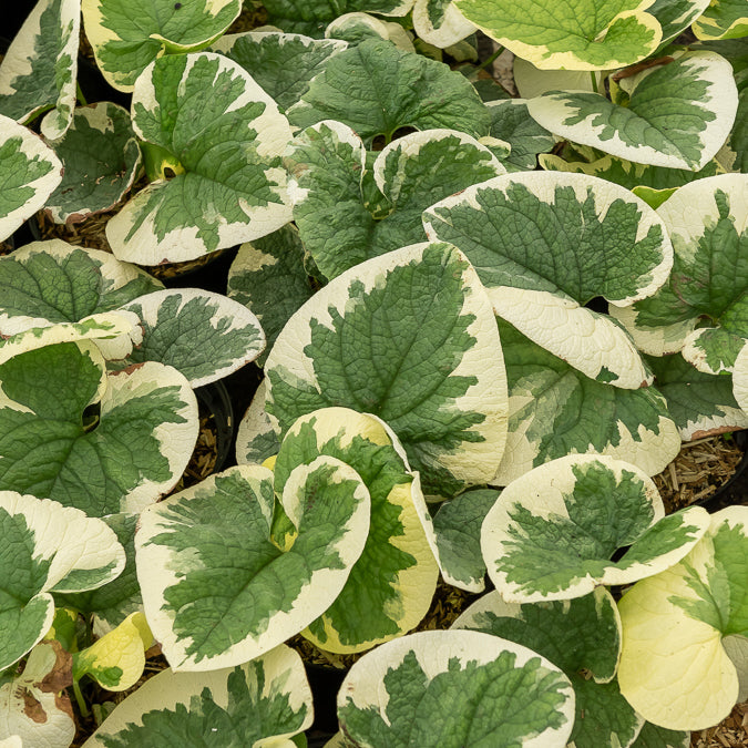 Panaschiertes Kaukasus-Vergissmeinnicht - Brunnera macrophylla Variegata - Bakker