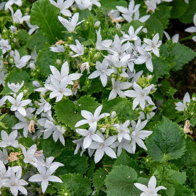 Hängepolster-Glockenblume 'E.H.Frost' - Campanula poscharskyana E.H. Frost - Bakker