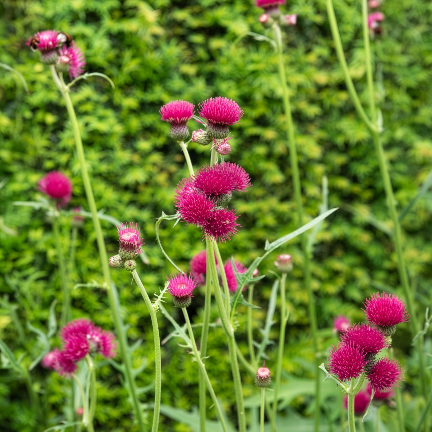 Verkauf Ufer-Cirse - Cirsium rivulare atropurpureum