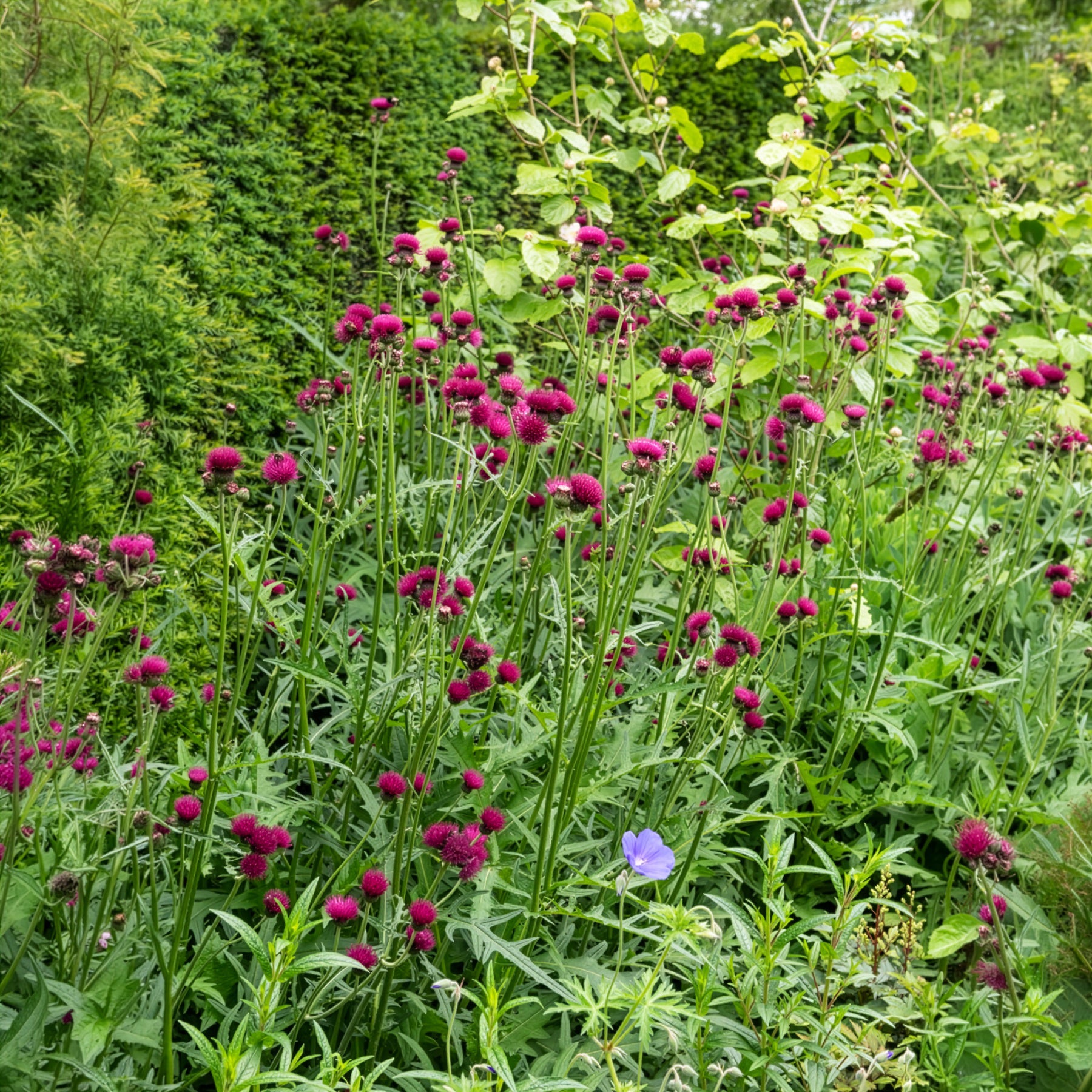 Cirsium rivulare atropurpureum - Ufer-Cirse - Blühende Stauden