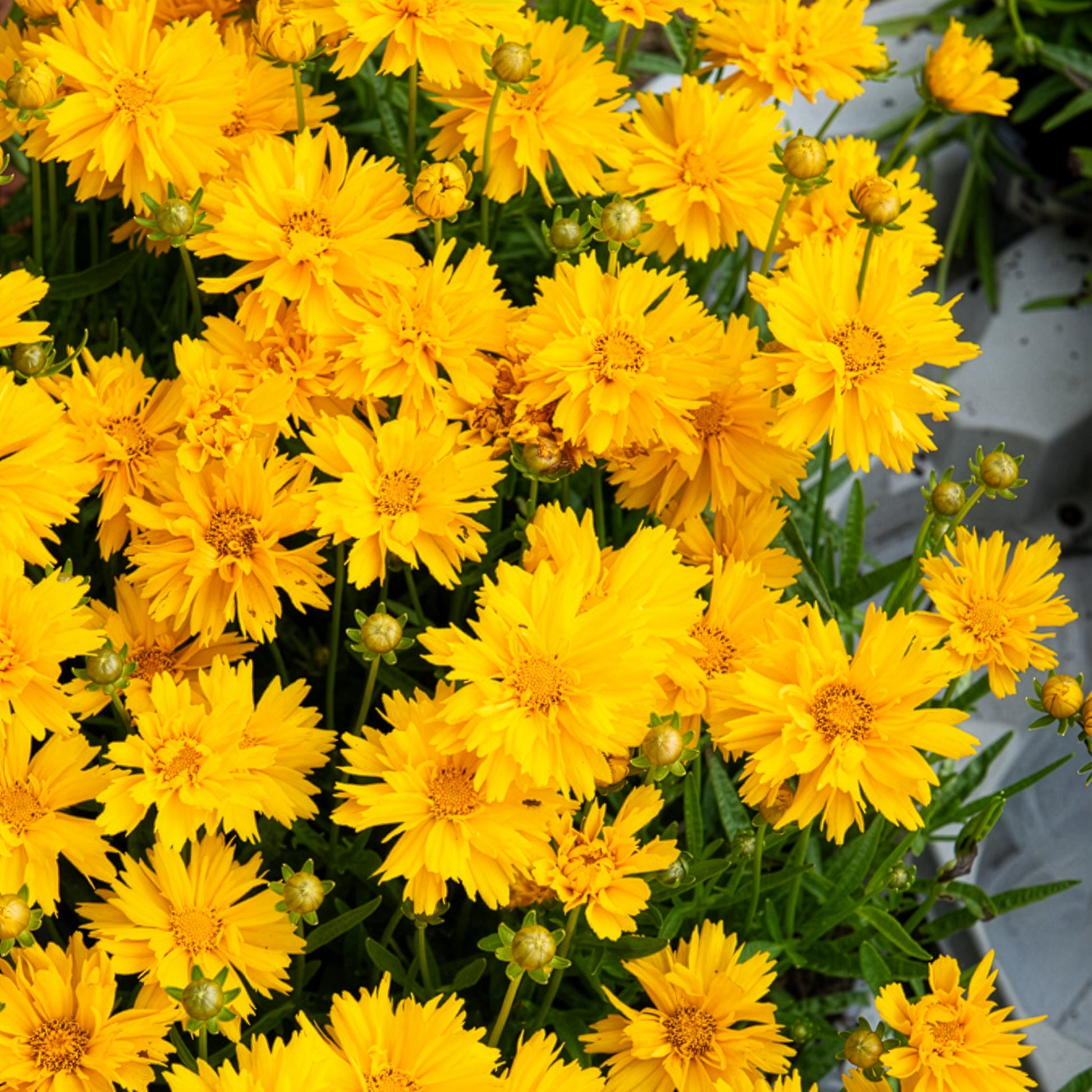 Mädchenauge - Großblumiges Mädchenauge Sunray ® - Coreopsis grandiflora Sunray